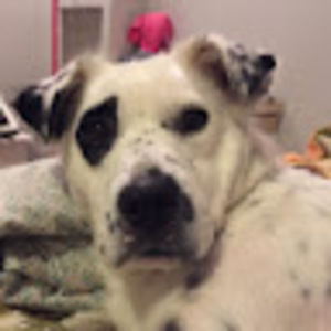 Meet your Posher, Claudia